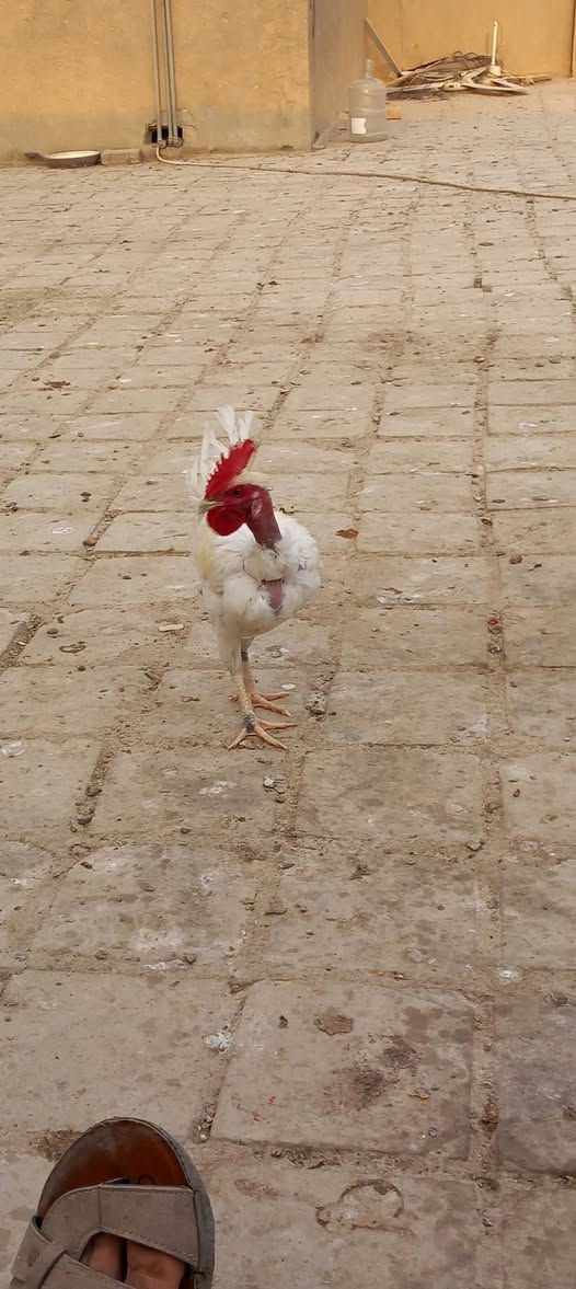 ديك • ابوركيبه • بيه مجال