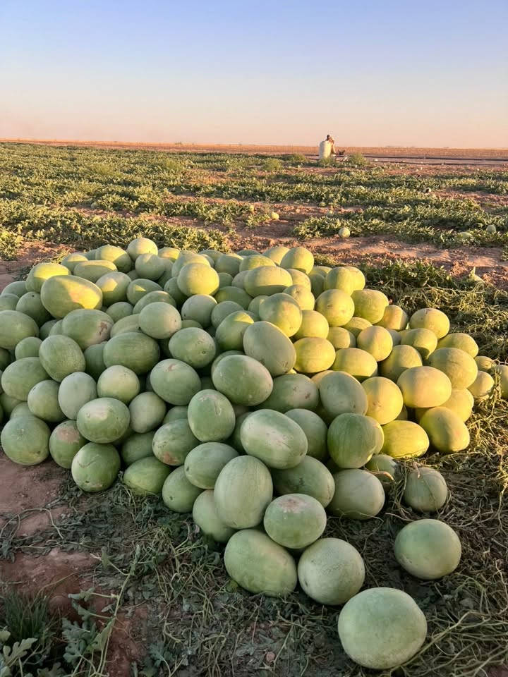 السلام عليكم. ركي البو علي. شرط احمر وشكر. جمله مفرد  الاتصال ع الرقام ***********   ***********
