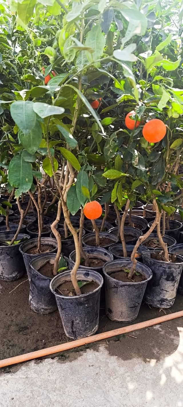 شتلات نارنج إيطالي • بابل المحاويل • يثمر بالسنة الأولى