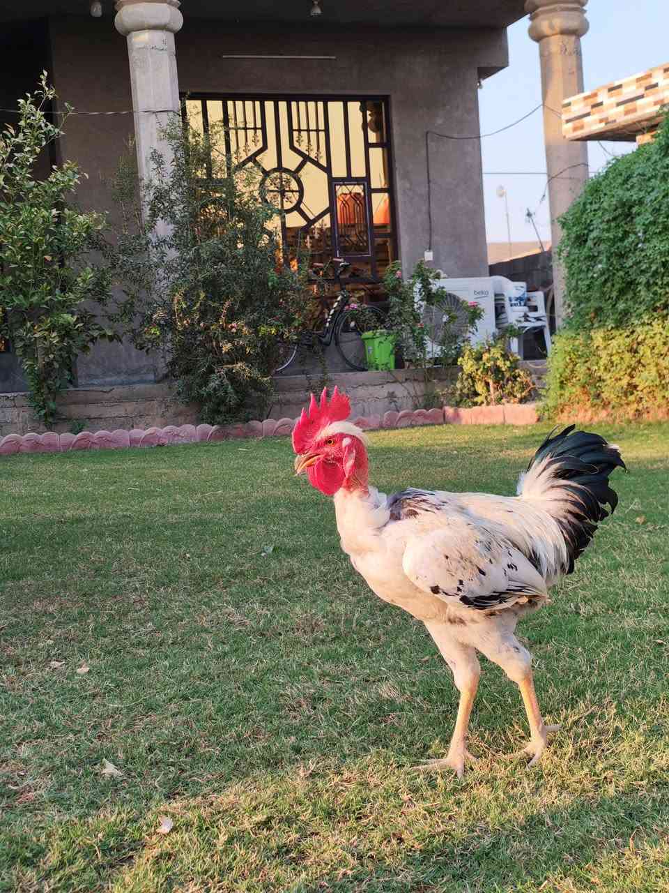سلام عليكم
متاح ديج ابو رگيبة شرط الصحة العمر من 4 الى 5 اشهر جاهز للقاح العنوان بغداد تقاطع النهروان
للأستفسار  : ***********
