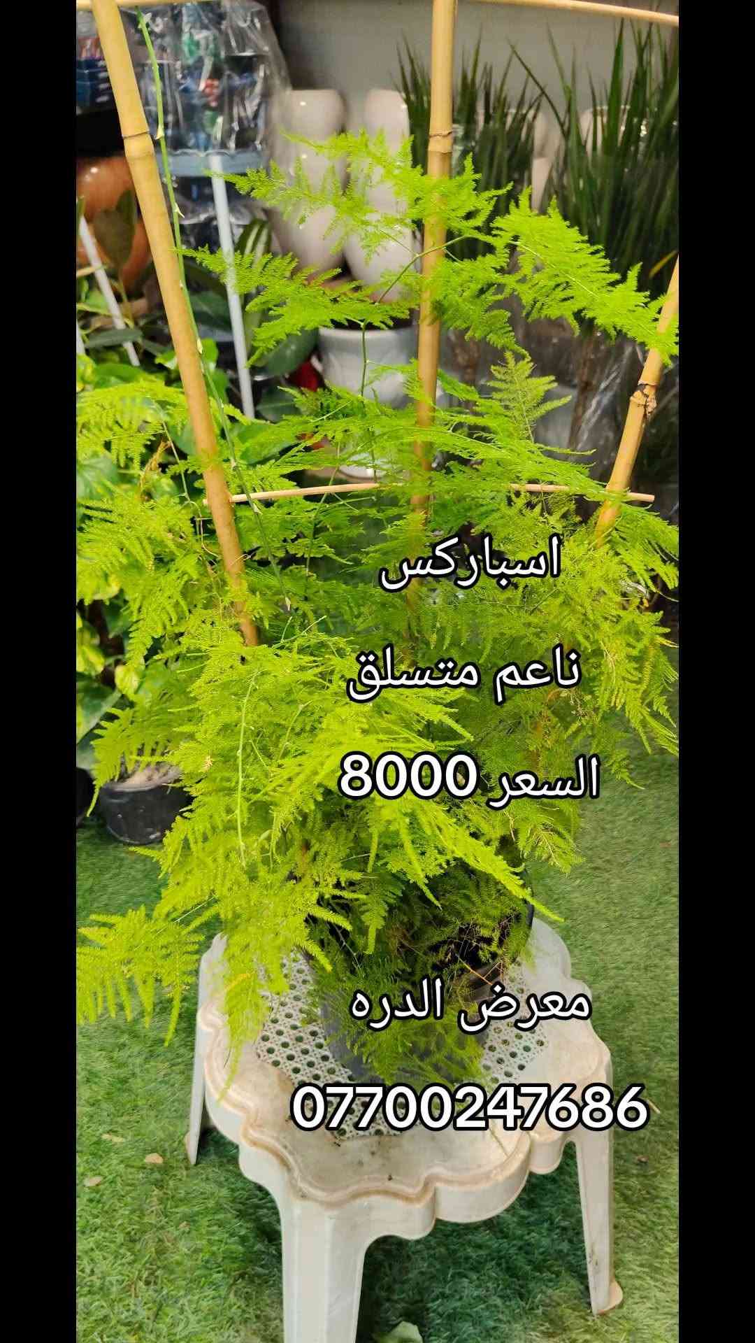 اسباركس • نبات متسلق • مشتل بابل