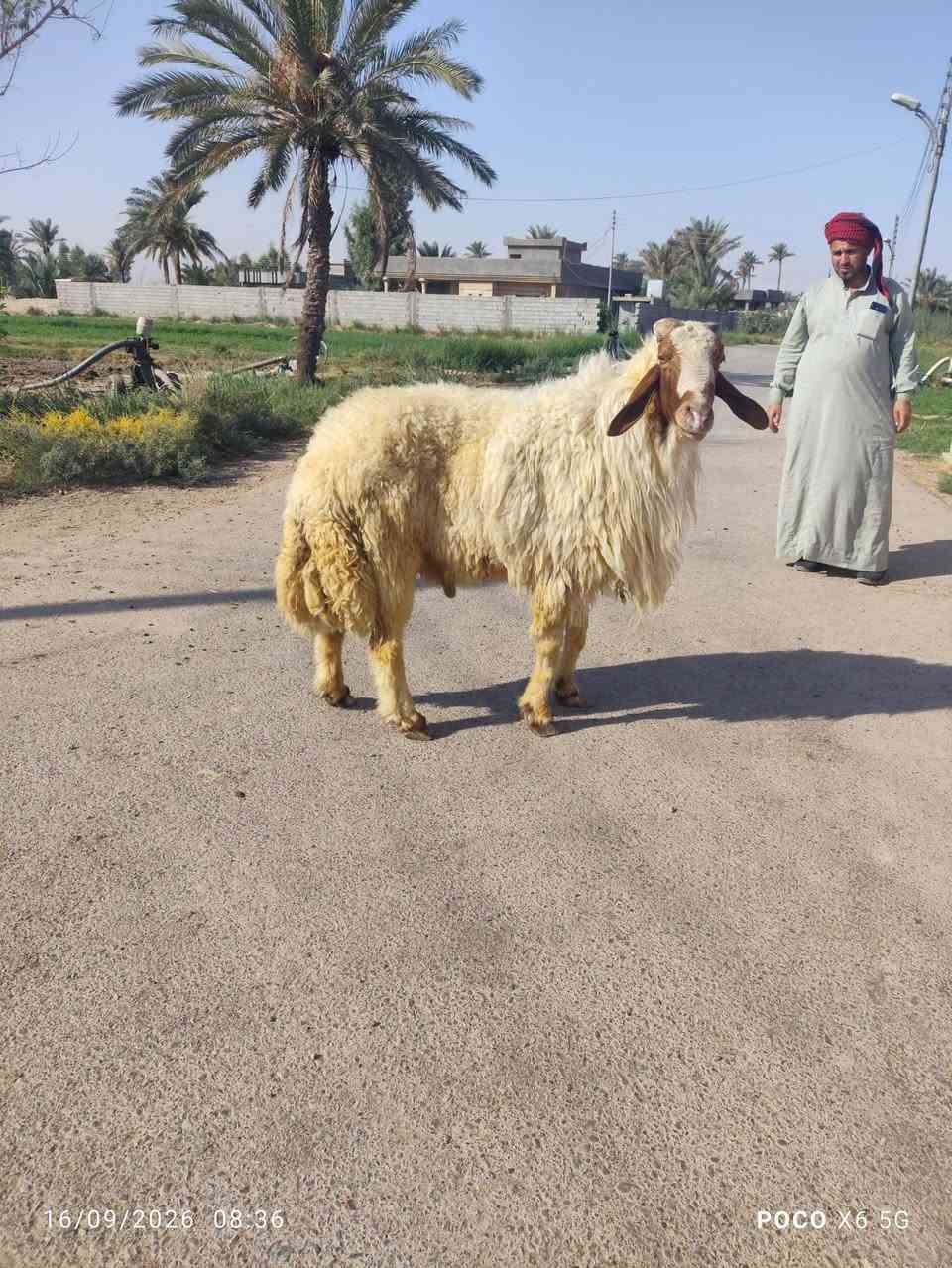 فحل خط اول شرط الفحوليه على كل عيب السعر 850قفل آلعنوان بغداد قرب سبع البور اقرب نقطه داله ابراهيم بن علي منطقة الكراغول ***********

نص مكتوب في الصور:
- 16/09/2026 08:36 POCO X6 5G