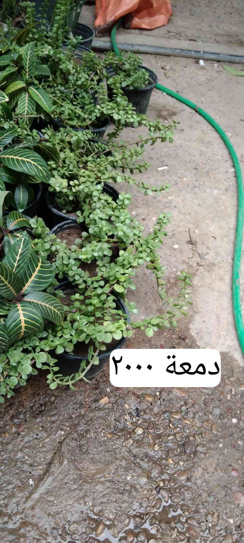 بغداد حي العدل • نباتات زينة • قيصرية عباس
