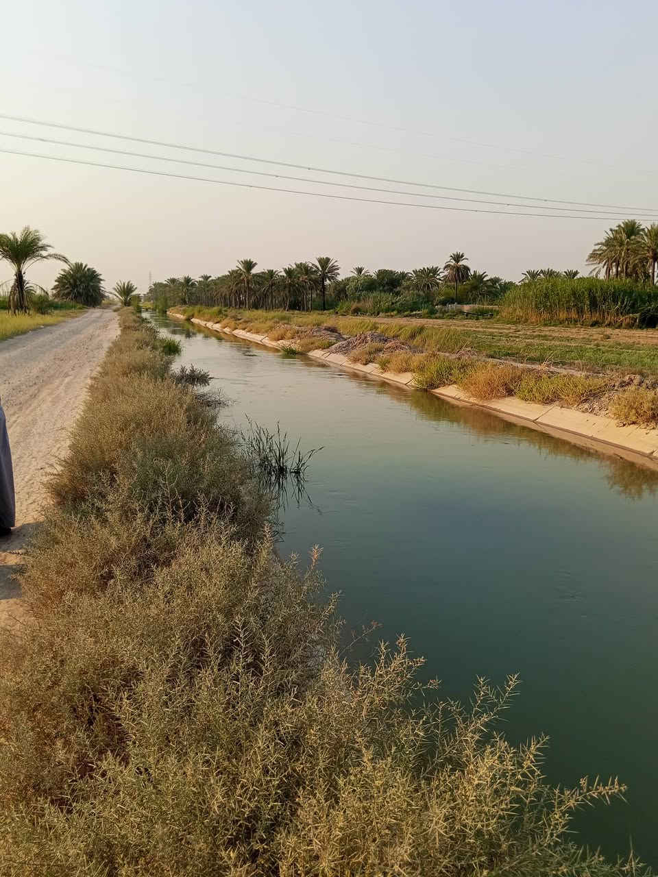 العامرية الأسود • ١٢دونم • طابو زراعي