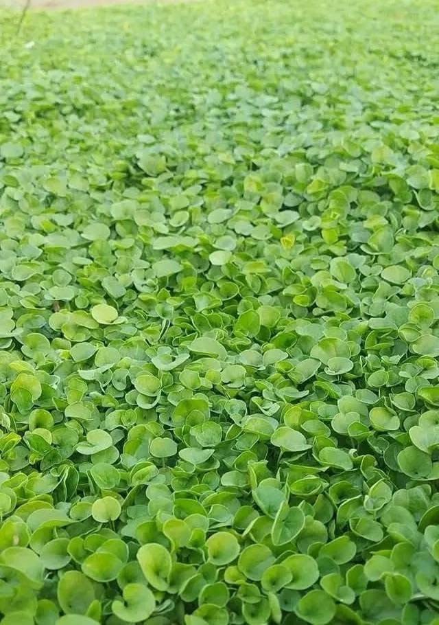 🌿✨ عرض مميز على الثيل الطبيعي – درجة أولى ✨🌿
هل تبحث عن لمسة جمال طبيعية لمساحتك؟
نوفر لكم ثيل طبيعي فاخر – درجة أولى بجودة ممتازة، لون أخضر غني، وكثافة عالية تضيف منظرًا أنيقًا ومريحًا للعين، مناسب للحدائق المنزلية، الفلل، المزارع، الاستراحات، والمشاريع المختلفة.
✅ ثيل طبيعي بكافة انواعة
✅ درجة أولى – جودة مضمونة
✅ لون أخضر طبيعي وثابت 🌱
✅ تحمل ممتاز للظروف الجوية ☀️💧
✅ مناسب لجميع المساحات 🏡🌳
✅ أسعار منافسة جدًا 💰🔥
🚚 توصيل مجاني لفترة محدودة
🛠️ متوفر بكميات مختلفة حسب الطلب
اجعل المكان أكثر جمالًا وحيوية مع أفضل أنواع الثيل الطبيعي 🌴💚
الجودة التي تستحقها… والسعر الذي يناسبك
📞 للطلب والاستفسار تواصل معنا الآن
#على_رقم_***********_واتساب
🌿💚🏡✨🚛🌱🔥
