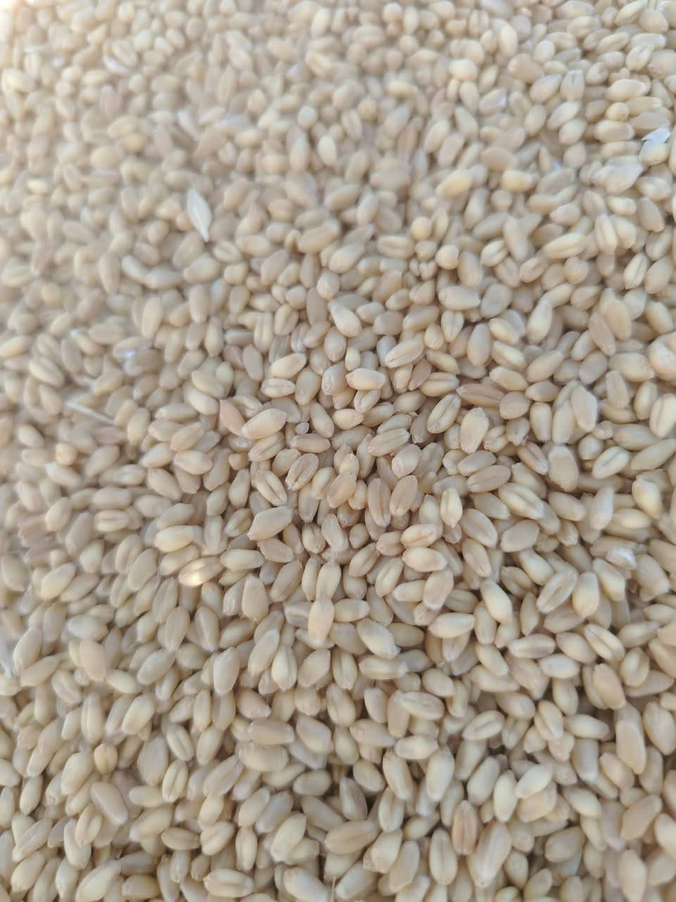 🌾 حنطة للبيع

🌾 عربية
🌾 أدنه
🌾 جيهان
🌾 وفيه

💰 السعر: 440 ألف الطن— وبي مجال بالسعر واصل للجميع محافضات العراق
🚚 توصيل لجميع المحافظات
📲 للاستفسار والطلب واتساب: *********** التواصل فقط واتساب رجاءً بدون اتصال 
، ملاحضه اللبيع فقط 35طن وما فوق

، درجه اولى،
