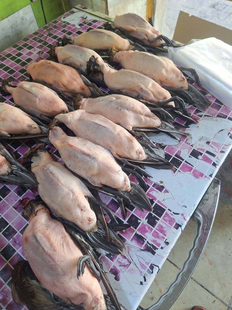 السلام عليكم طيور حره حذاف خشن مال دوشه وبربش خشن مال دوشه وتاز مال اليوم 
حذاف سعر الزوج 13الف بربش 30 الف 
يوجد توصيل كافت المحافضه 
*********** عمارة, ميسان
