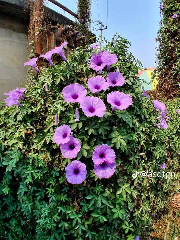 مشتل النور • ست الحسن • قريه 10