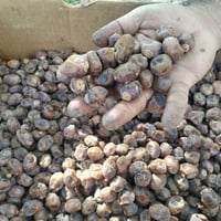 برحي • درجة أولى • سوق الشيوخ العكيكه