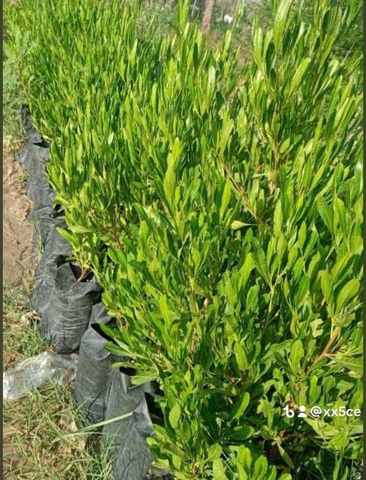 بغداد • نباتات زينة • ياس عراقي