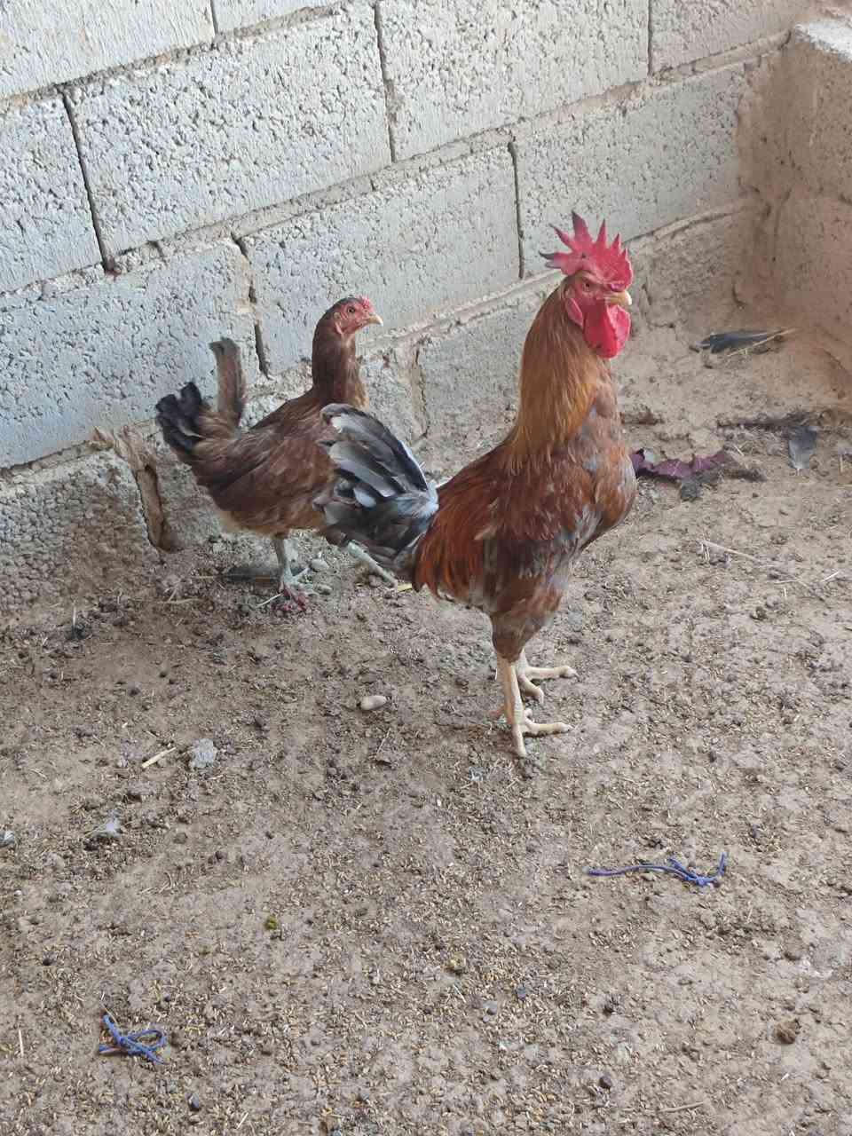يوجد ديجين عرب + دجاجه بياضه المكان قريت شريعه / ***********
