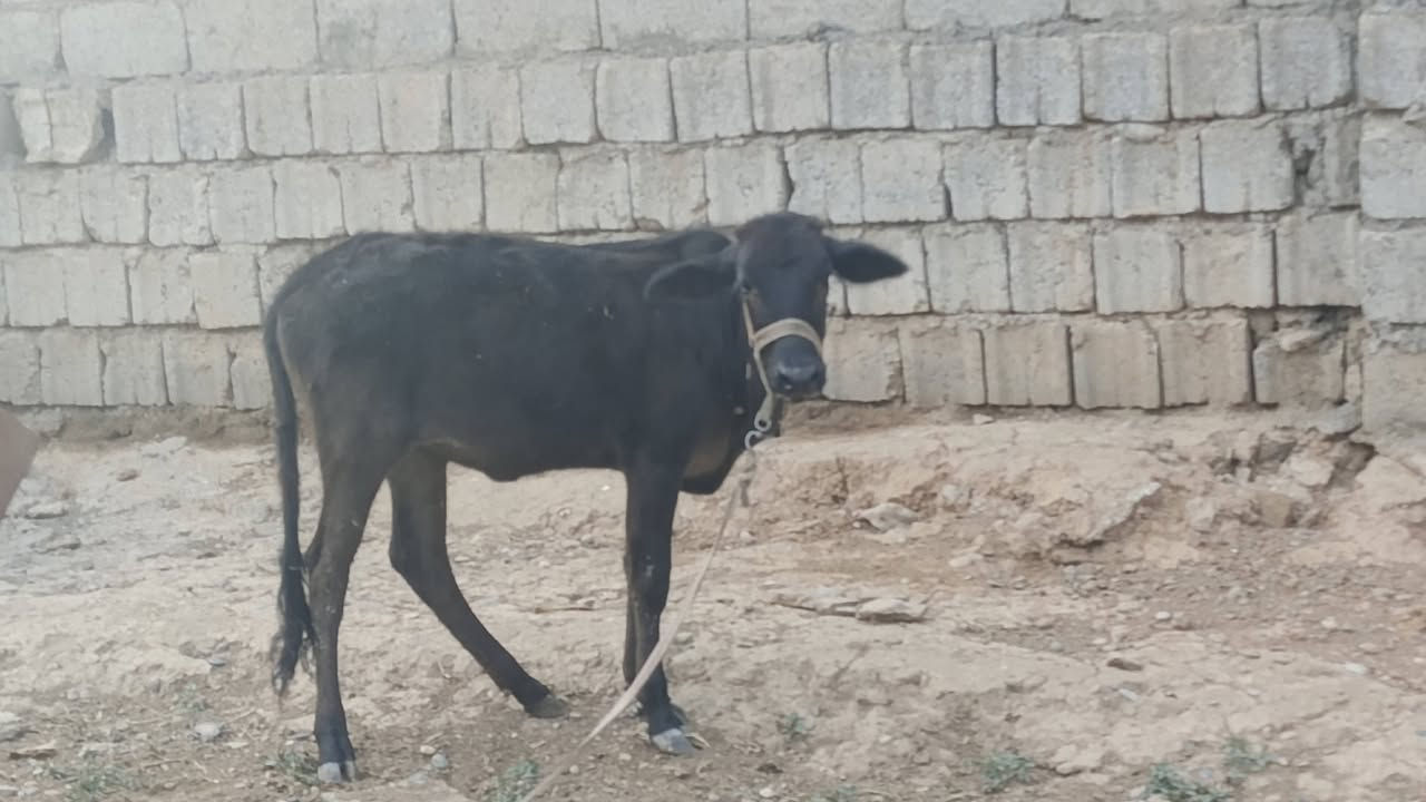حوليه • ناصحة • ٥ أشهر