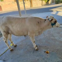 عجل عراقي • الطارميه السلمان • بدون توصيل