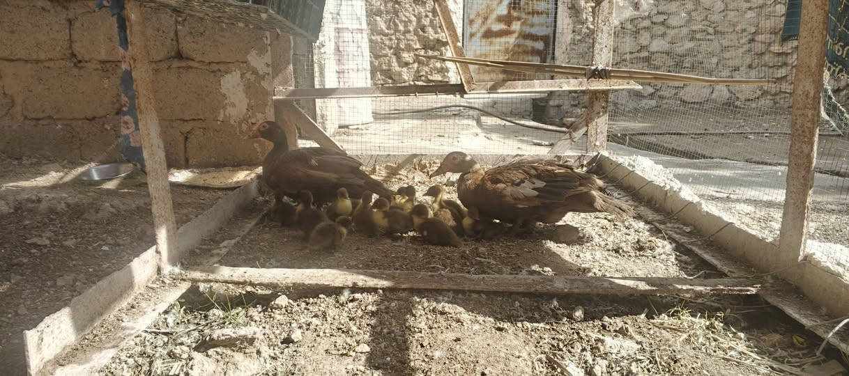 بط مصري • أحمر • ٢ بط ١٩ صواصي