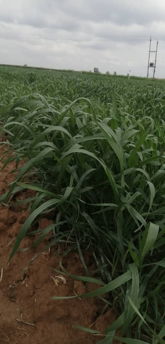 حنطة عربية (بيزنطيه) بنت المغلف.. سعر الطن 600
***********
مكيسه وبيها اقراص
قرية بابوجان

