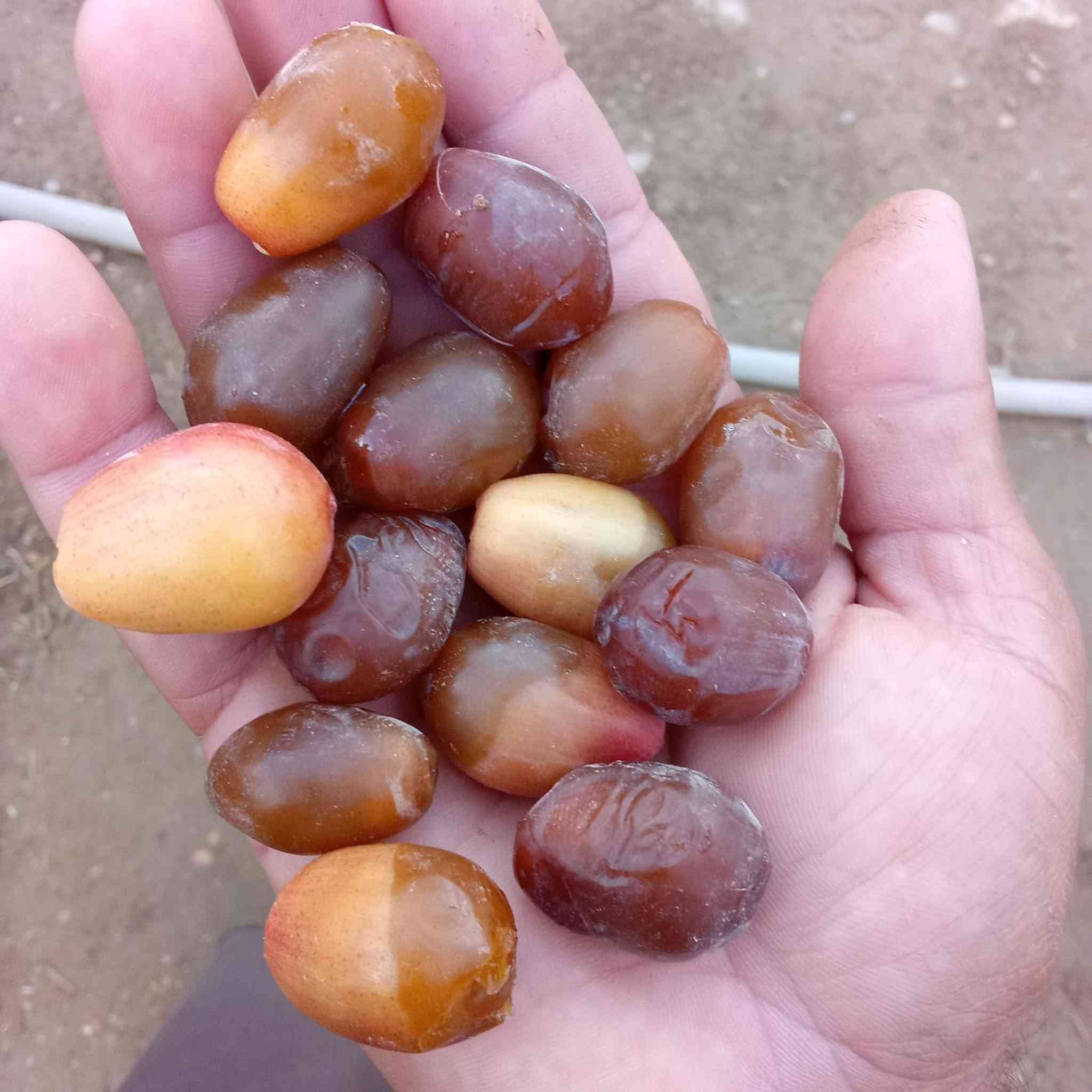 فسائل • برحي • مكاوي