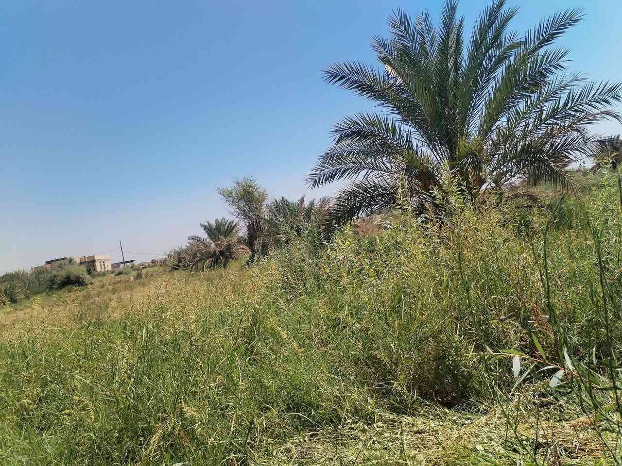 ارض زراعيه دونم في النجف جسر ام عباسيات قرب  مدرسة الفائزين
تحتوي على 20 نخله قسم حمال و تين 
وتحتوي على روائي(مشروع) على سدرها 
و تحتوي على بريمه 
وتحتوي على كافة الخدمات ماء مجاري كهرباء 
قريبه على المدارس ابتدائيه و ثانويه و تحتوي على نفضه 
باقي التفاصيل.... ***********
