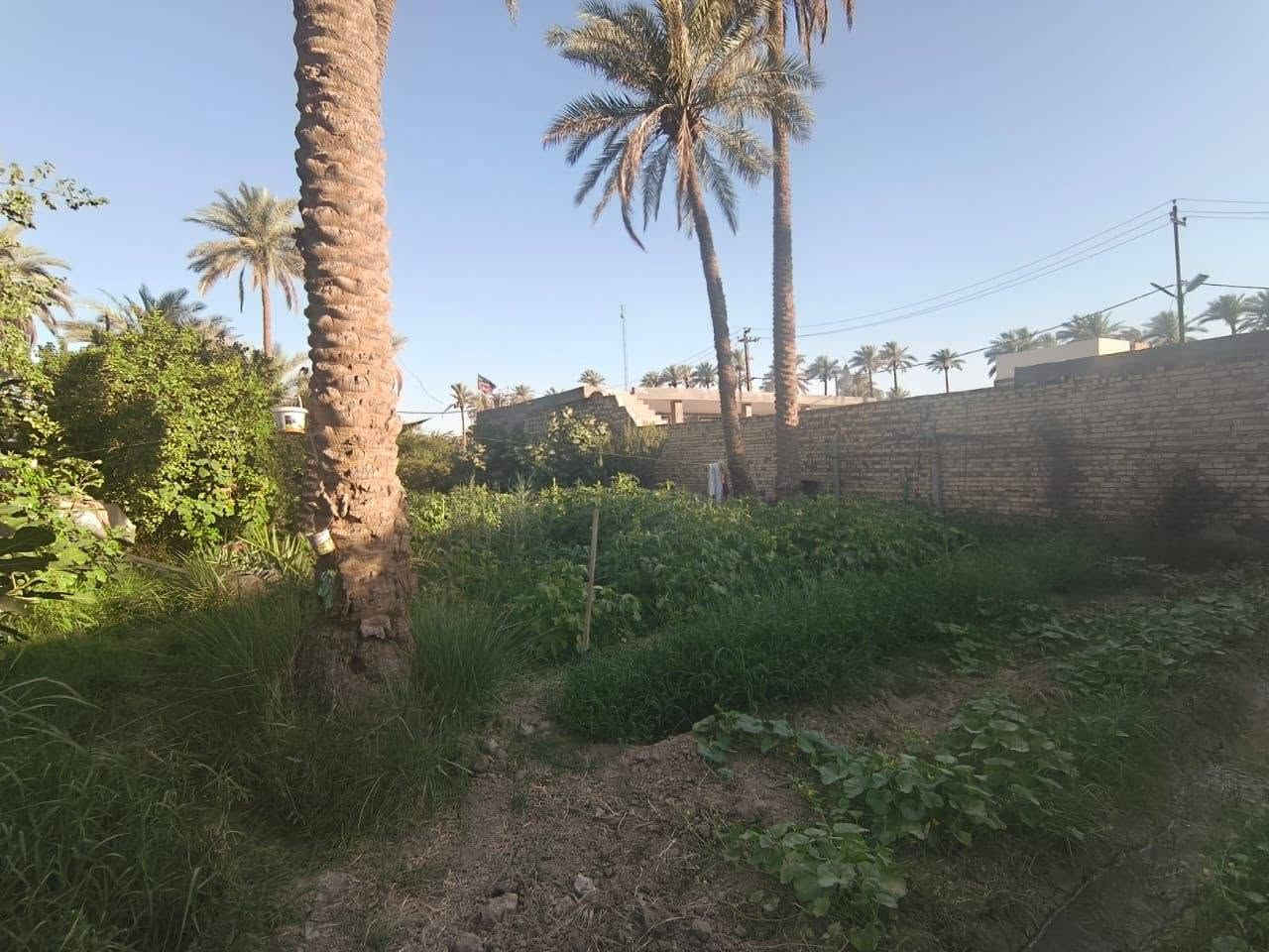 يا الله سلام عليكم 
ارض زراعيه مع دار سكني للبيع 
السعر 250 مليون وبي مجال 
المساحه 1700 الواجه 28متر 
طابو صرف زراعي
تحويل ب اسمك
سند 25  
متوفر كافة الخدمات ماء كهرباء مولدة شارع 
مدرسة ابتدائيه ومتوسطه وثانويه
شارع عرض ٦امتار 
الارض جميع الخدمات
الارض انواع النخيل والحمضيات 
الموقع /شارع ١٠٠  الرابط بزل حجي علي  
للاستفسار اكثر وبخدمتكم
***********
