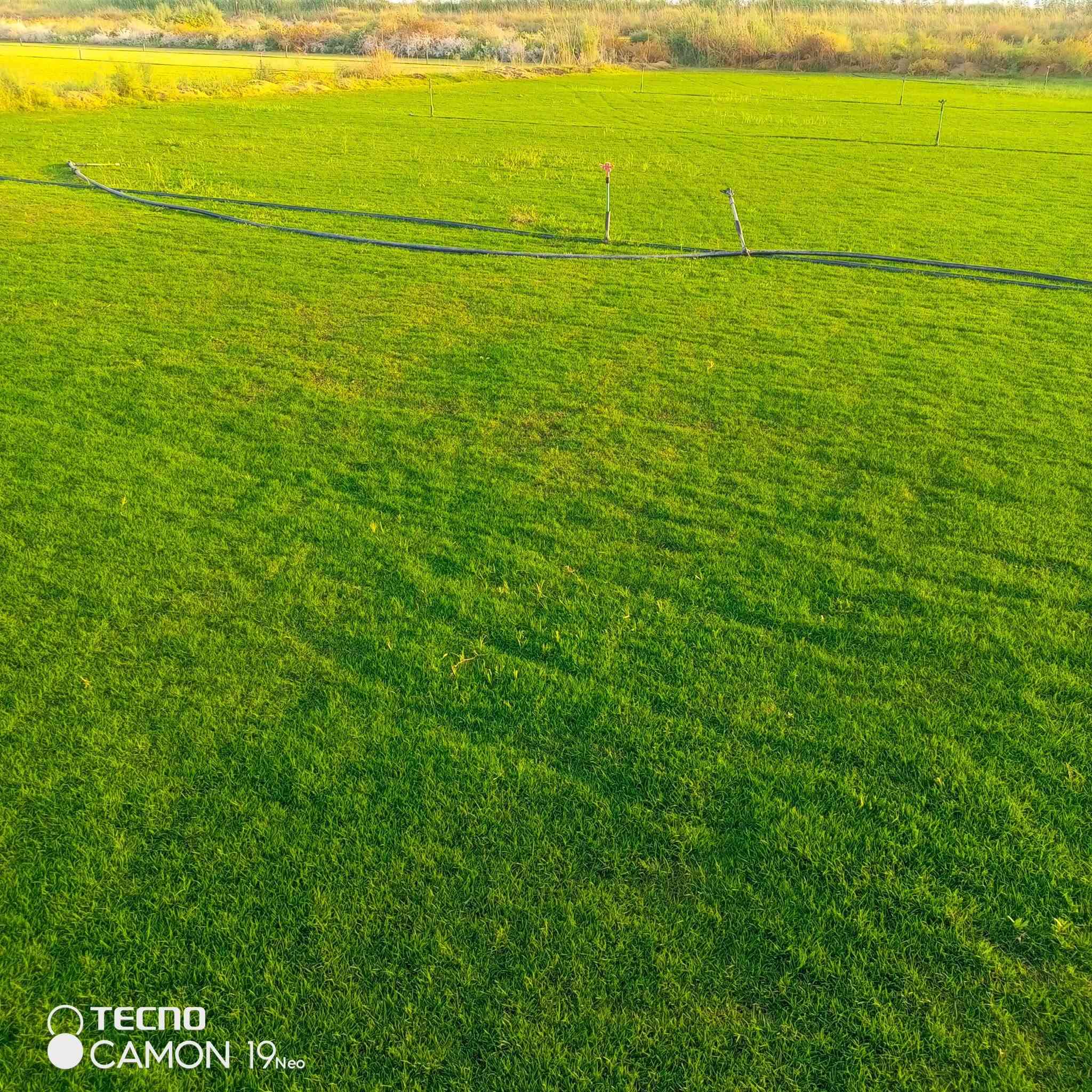 ثيل طبيعي يتوفر كافة أنواع الثيل هندي أمريكي فرنسي أنكليزي 🌳🌳🌳🌳ونجهز الدوائر الحكوميه والمباني 🏫🏫🏢🏢ونجهز النوادي الرياضيه والملاعب 🏟️🏟️🛥️⛷️🏂🏂ونجهز المنتزهات العامة للترتيب التقني والمهني والمنازل 🏡🏡🏡🏫🏡يوجد كادر متخصص في العمل 🧑‍🔧🧑‍🔧🧑‍🔧يوجد خدمة توصيل لجميع المحافظات العراق 🚒🚒🚒الاتصال على الرقم أو واتساب ٠ حسب المكان والكميه  *********** بأسعار مناسبه وتنافسيه🌳🌳🌳، ***********

نص مكتوب في الصور:
- TECNO
- CAMON 19 Neo
- TECNO CAMON 19 Neo