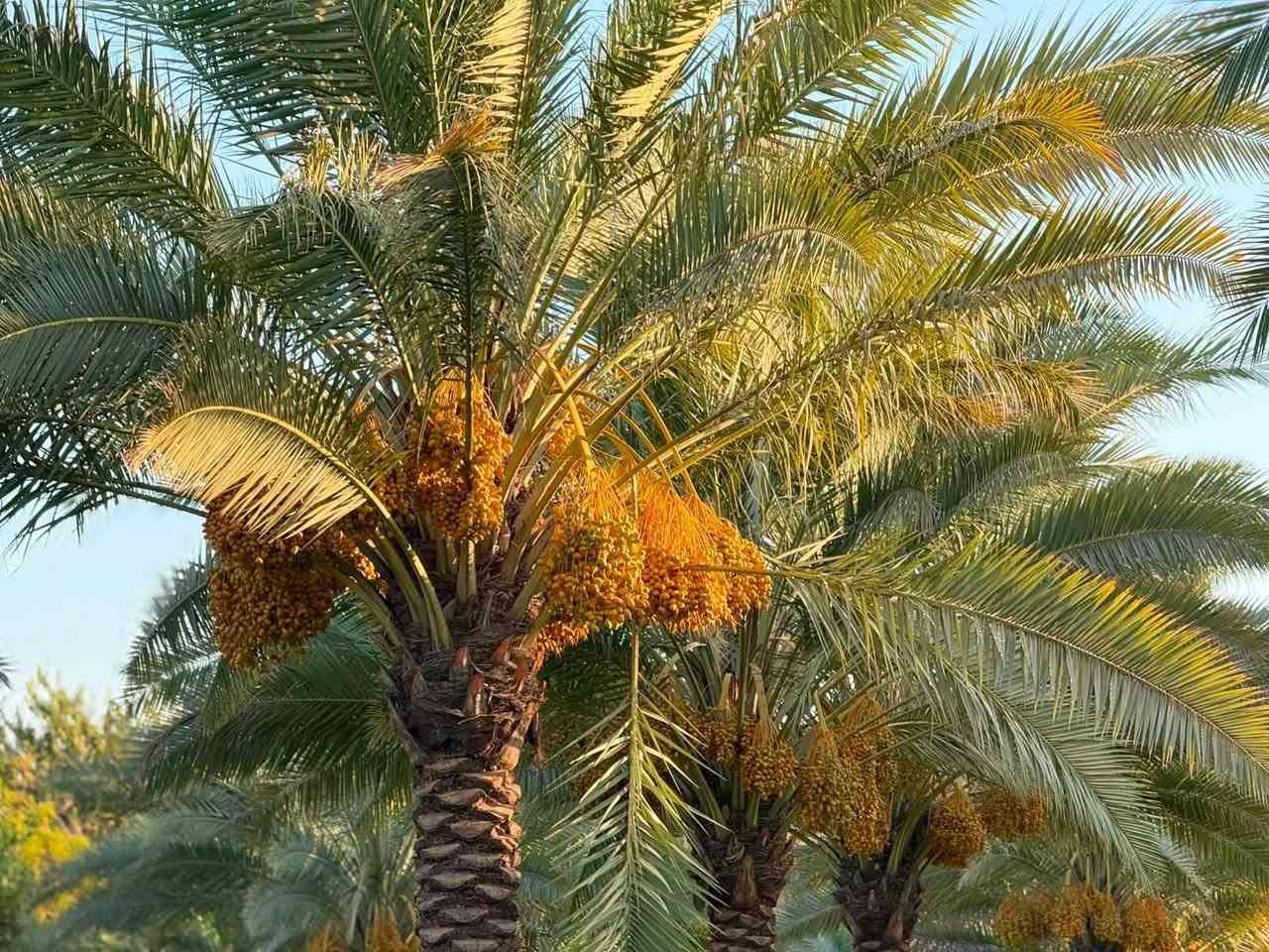 ٤٠ دونم • سند ٢٥ • زراعي