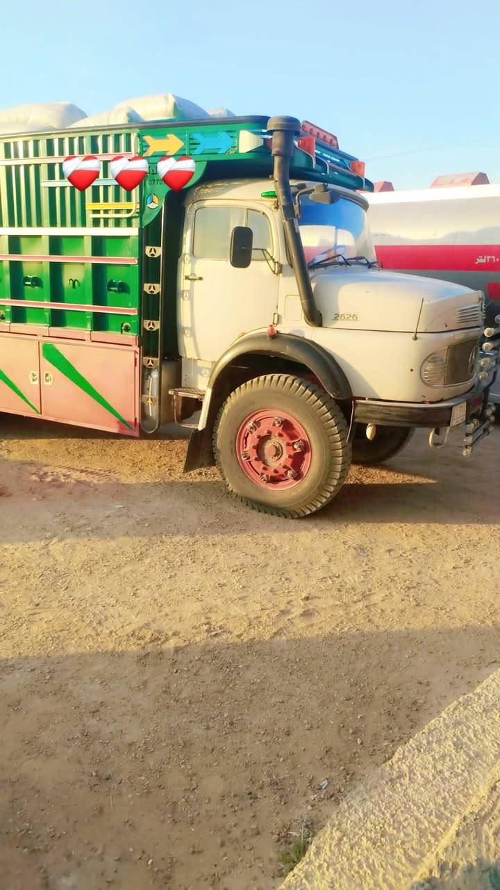 شاصي طويل • بدون صبغ • كفاله عامه