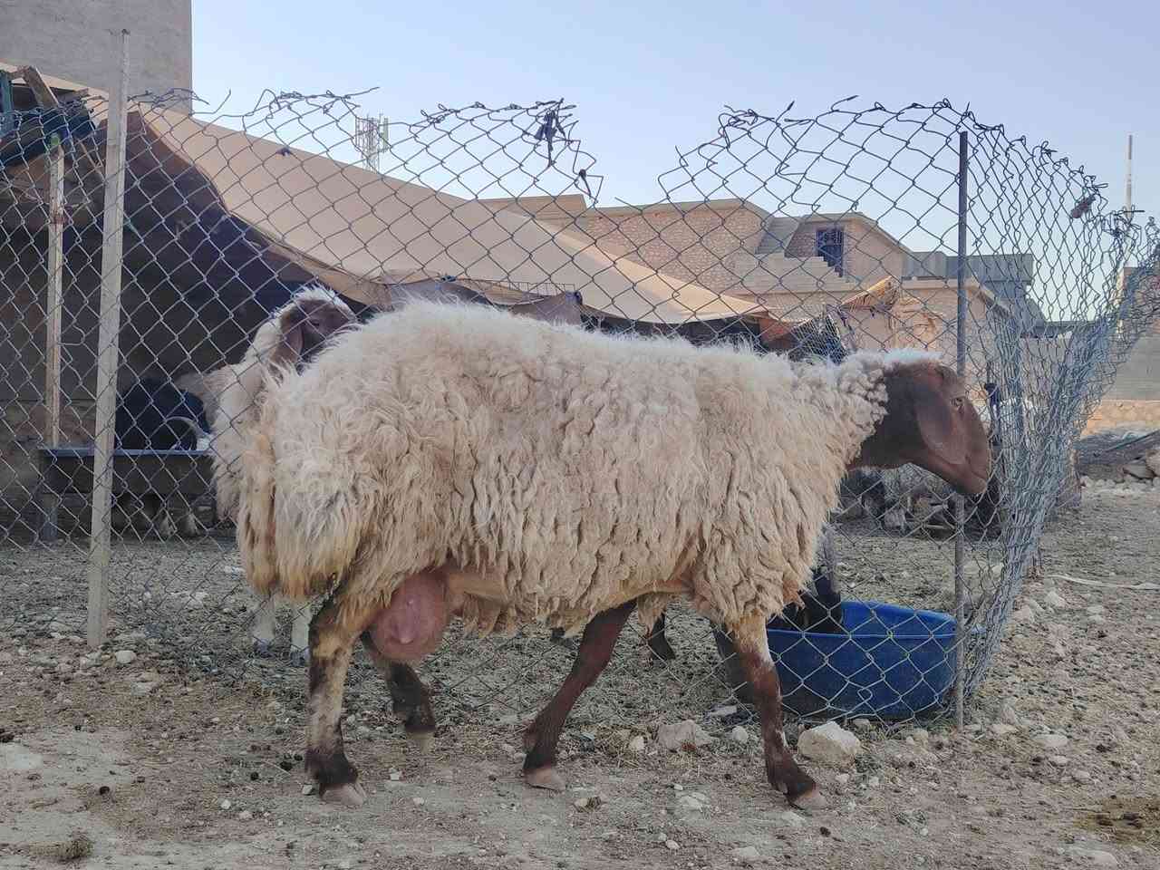 للبيع رغوث وراها فطيمه نعجه خشان وسمن وحلا شرط نصاح على كل عيب المكان حديثة السعر خاص أي استفسار على هذا رقم ***********
