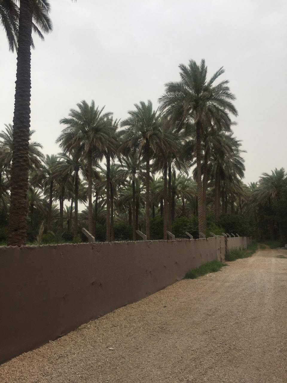 ٦ دونم • طابو زراعي • سند ٢٥