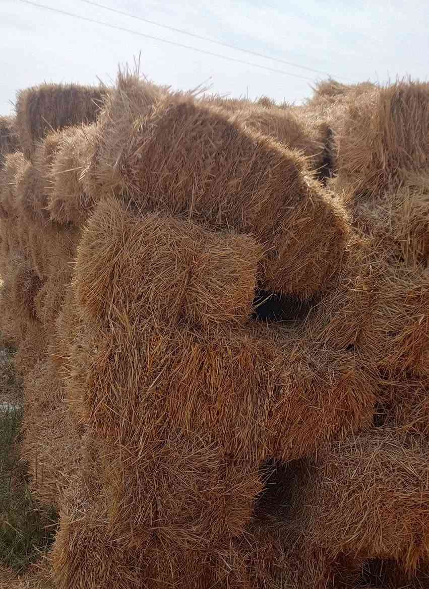 تبن شعير للبيع سعر الوحده 2500
اكو 400 كبسه تقريباً موجودات ب كيلو 12 

اتصل فقط ‏‪***********‬‏
