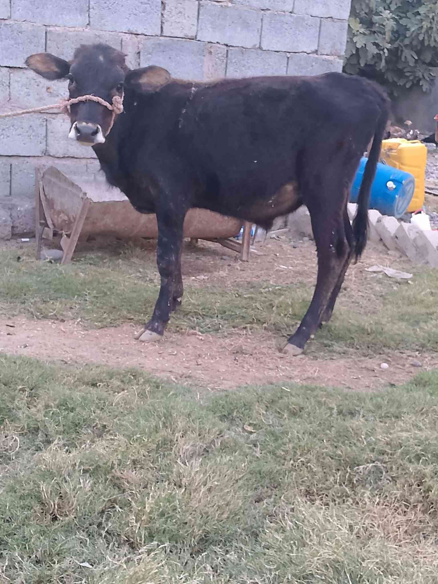 حولي • جنس اصلي • قابل آجل