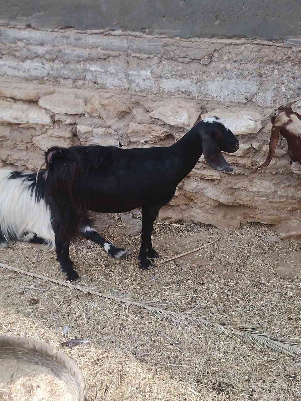 جيب • شرط ١٠ أيام • سماوة السوير