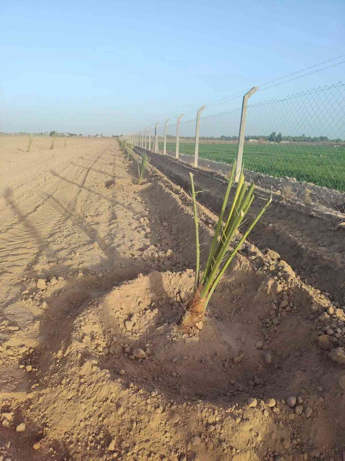 السلام عليكم  كادر متخصص لتجهيز المزارع والمنتجعات والمسابح  تجهيز الحدائق والبساتين تشجير الحدائق تشجير البساتين لدينا جميع انواع النخيل برحي مكتوم جبجاب بريم بلكه بربن جميع انواع النخيل و ترتيب الاراضي المتروكه وتسميدها بالسماد الحيواني وعمل منظومات تقطير نعمل في جميع محافظات العراق *********** /***********
