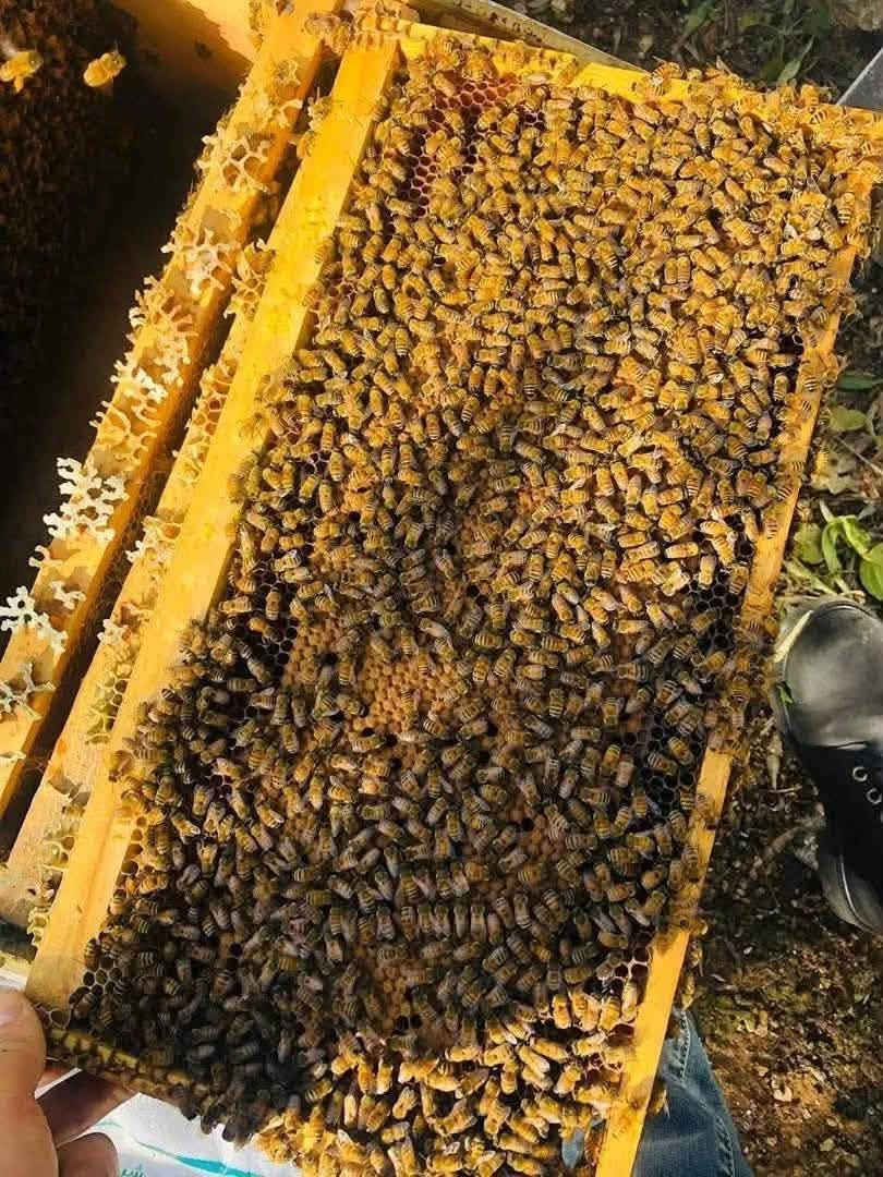 � رحيق دجله 🍯
عسل طبيعي 100% بدون أي إضافات 🌿

ثقة ومصداقية… والتجربة خير برهان 🤍

🐝 عسل الكالبتوز

🌿 عسل البرسيم

📞 للطلب والاستفسار: ***********

💬 واتساب متوفر
تيك توك /.   رحيق دجلة

جرّب واحكم بنفسك 🍯
