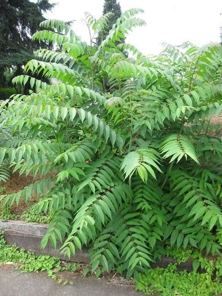 السلام عليكم ورحمة الله وبركاته 🌷
🌿 من مشتل أوركيد الخضراء نشارككم اليوم واحدة من أجمل الأشجار وأكثرها فائدة: شجرة النِّيم 💚

🌿 شجرة النِّيم… خضرة وجمال وفائدة بحديقة بيتك وبأرتفاع اقل المتر تقريبا بسعر 9 الف دينار 
وتعتبر من الأشجار المتحمله للظروف الجوية القاسيه و الطاردة لمختلف أنواع الحشرات
🚛 يتوفر لدينا خدمه توصيل لجميع محافظات العراق 

🏡العنوان بابل /المحاويل 
 🌸 للحجز والاستفسار يرجى مراسله الصفحه
📞واتساب ***********

نص مكتوب في الصور:
- شجرة النيم الإدارة العامة للصيدلة إدارة النباتات الطبية والعطرية وزارة الصحة - ولاية الخرطوم هي شجرة واسعة الأوراق يمكن أن يصل ارتفاعها إلى ٣٠ متر، يستخدم كل من اللحاء والأوراق والبذور وأحياناً يتم استخدام الجذر والزهرة والفاكهة أيضاً الاستخدامات الطبية: له خصائص مضادة للإلتهابات وخافض للحرارة كما لها تأثير طارد للديدان الاستخدامات غير المؤكدة: يستخدم في الأمراض الإلتهابية والحمى (بما في ذلك الملاريا على الرغم من أنها غير مؤكدة ). تُستخدم لإصابة بالديدان ، وعسر الهضم . تفاعل الأدوية: قد يقلل من مستويات الجلوكوز في الدم وبالتالي يجب استخدامه بحذر في مرضى السكري المعتمدون على الأنسولين أو المرضى الذين يتناولون الأدوية المضادة لفرط سكر الدم عن طريق الفم الجرعة: ١-٣ جرام من بدرة الأوراق المجففة ٢-٤ جرام من بدرة لحاء الأوراق مع تحيات إدارة النباتات الطبية والعطرية - الإدارة العامة للصيدلة وزارة الصحة ولاية الخرطوم