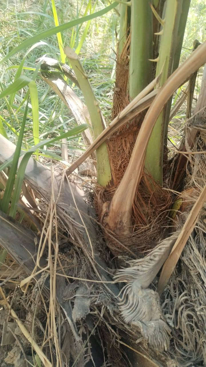 فسايل للبيع
كنطار ٢٥
بنت سوده ١٥
خضرواي ٤
جوزي ٢٥
استعران ٥
وكل الفسايل تاكله منه إله تشلع رقم الهاتف  ***********
