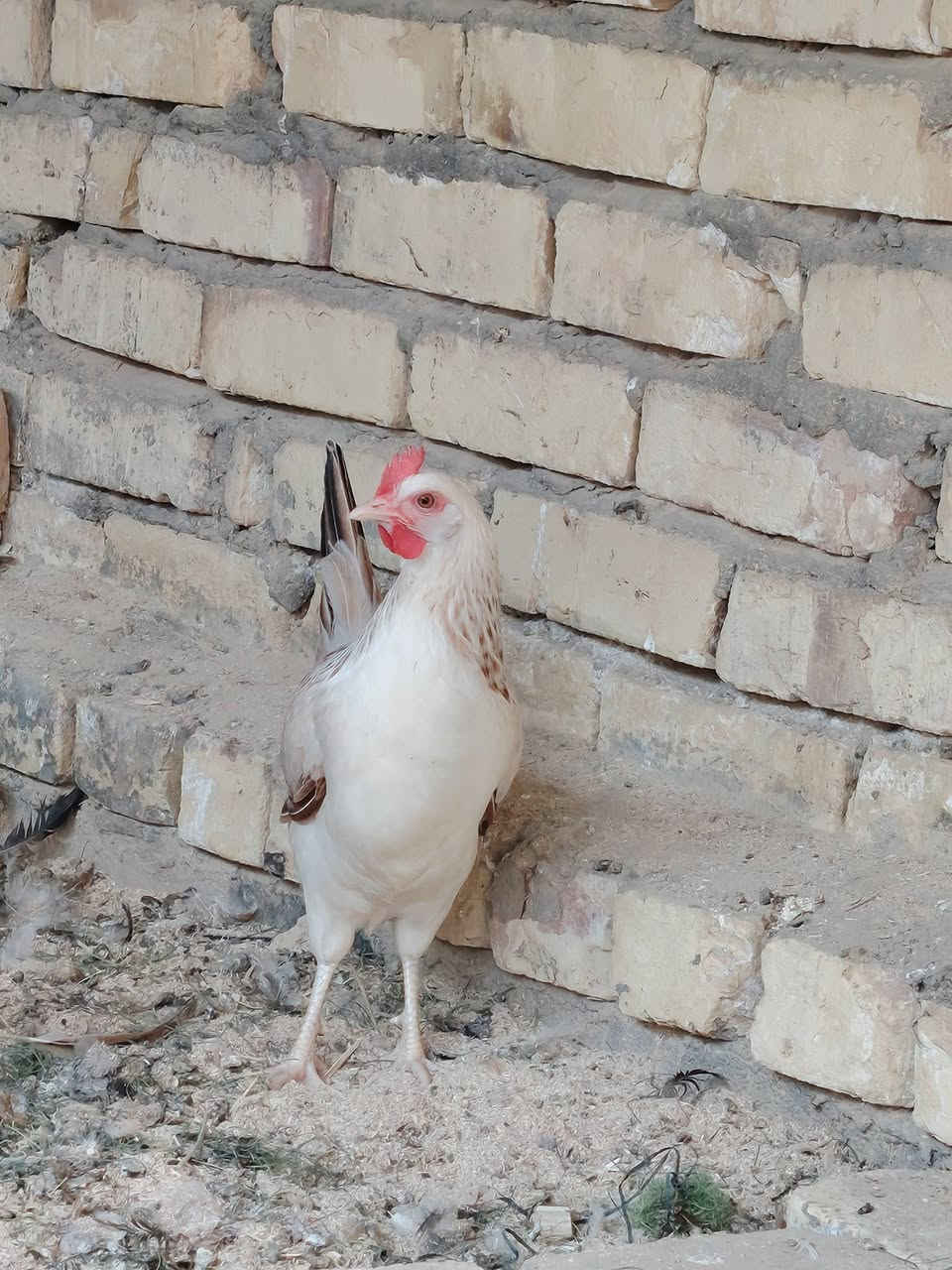 بيض دندراوي • فواتح • طويريج