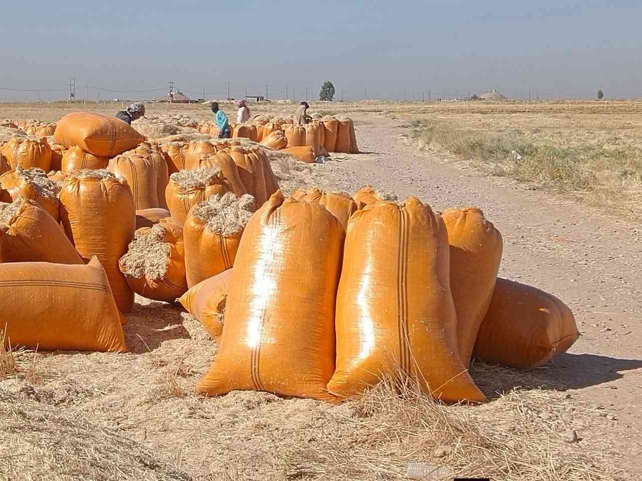السلام عليكم يوجد تبن للبيع درجة اولى تبن نضيف تبنه ناعمه مال السنة توصيل موجود داخل الناحية وقراها سعر 50 شيلف 175 علما شيلف حجم  ٩٠
السلام عليكم يوجد تبن للبيع درجة اولى تبن نضيف تبنه ناعمه مال السنة توصيل موجود داخل الناحية وقراها سعر 50 شيلف 175 علما شيلف حجم  ٩٠
***********
