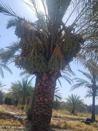 مزرعه تحتوي علا أشجار نخيل مثمره  علا من لديه الرغبه تضمين النخل أكثر ...