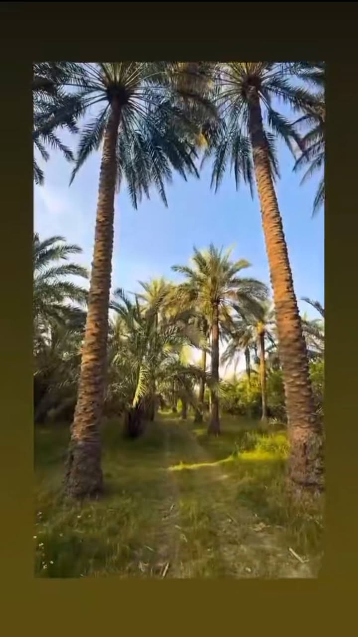 السلام عليكم بستان للبيع طابو صرف 5دونم المكان واسط العزيزيه قرب بزل حلاته للإستفسار ***********

نص مكتوب في الصور:
- طابو وملك صرف