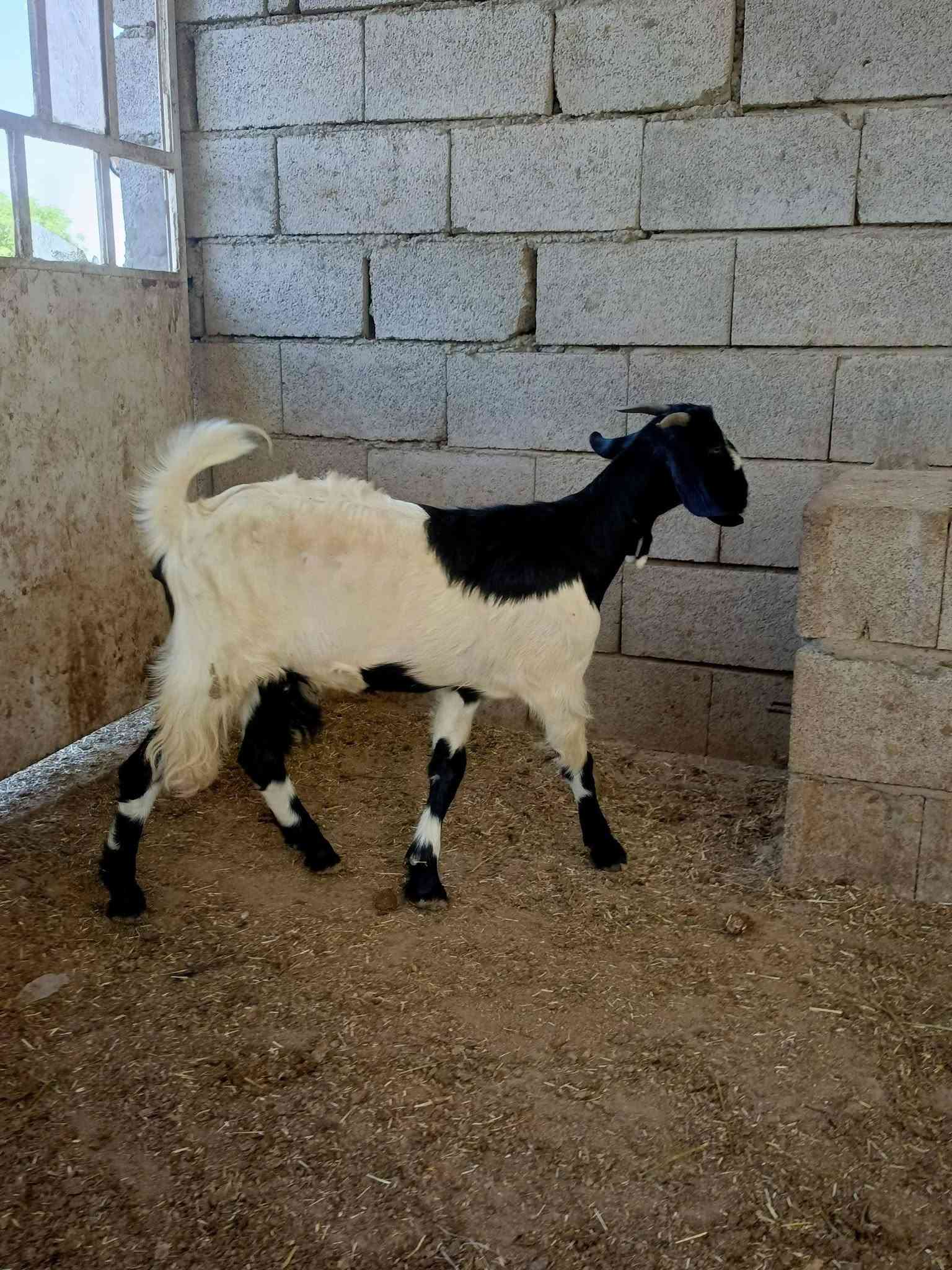 سلام عليكم
يوجد صخلات عشر العدد 3 غزاليات درجه اولى العنوان العلم الدبسه الخاص مفتوح من يرغب بالشراء يتصل 
ع ***********
ع ***********
موجود واتساب
