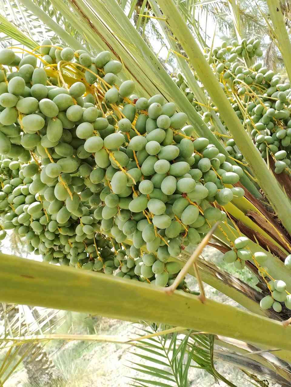 موجود بستان دونمين ونص بيه بيت ومسبح واستقبال واصل البناء للسقف مسيجه بالكامل و متوفره كافة الخدمات كهرباء وماء اساله وماء بير وماء نهر العنوان ذي قار سوق الشيوخ قبل سيطرة ام العباس مقابل مدرسة الشريف الرضي نزلت ال وشاح للاستفسار الاتصال على الرقم بيه واتساب ***********
