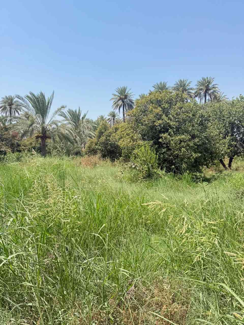 سلام عليكم نص دونم طابو ملك صرف للبيع العنوان المدائن منطقة التويثة قرب شارع سيد علي خدمات كاملة وجه النص 20 متر الاستفسار ***********
