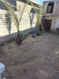 بيت للبيع • بيت في الجعاره • بيت طريق بسماية • عقار للبيع • منزل للبيع...