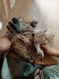 دراج • ٣ نثايه وفحل • شله