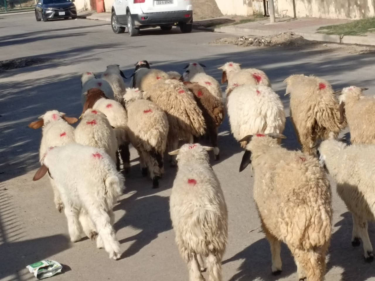 طليان ناصحات • ٢١ • حي العصري