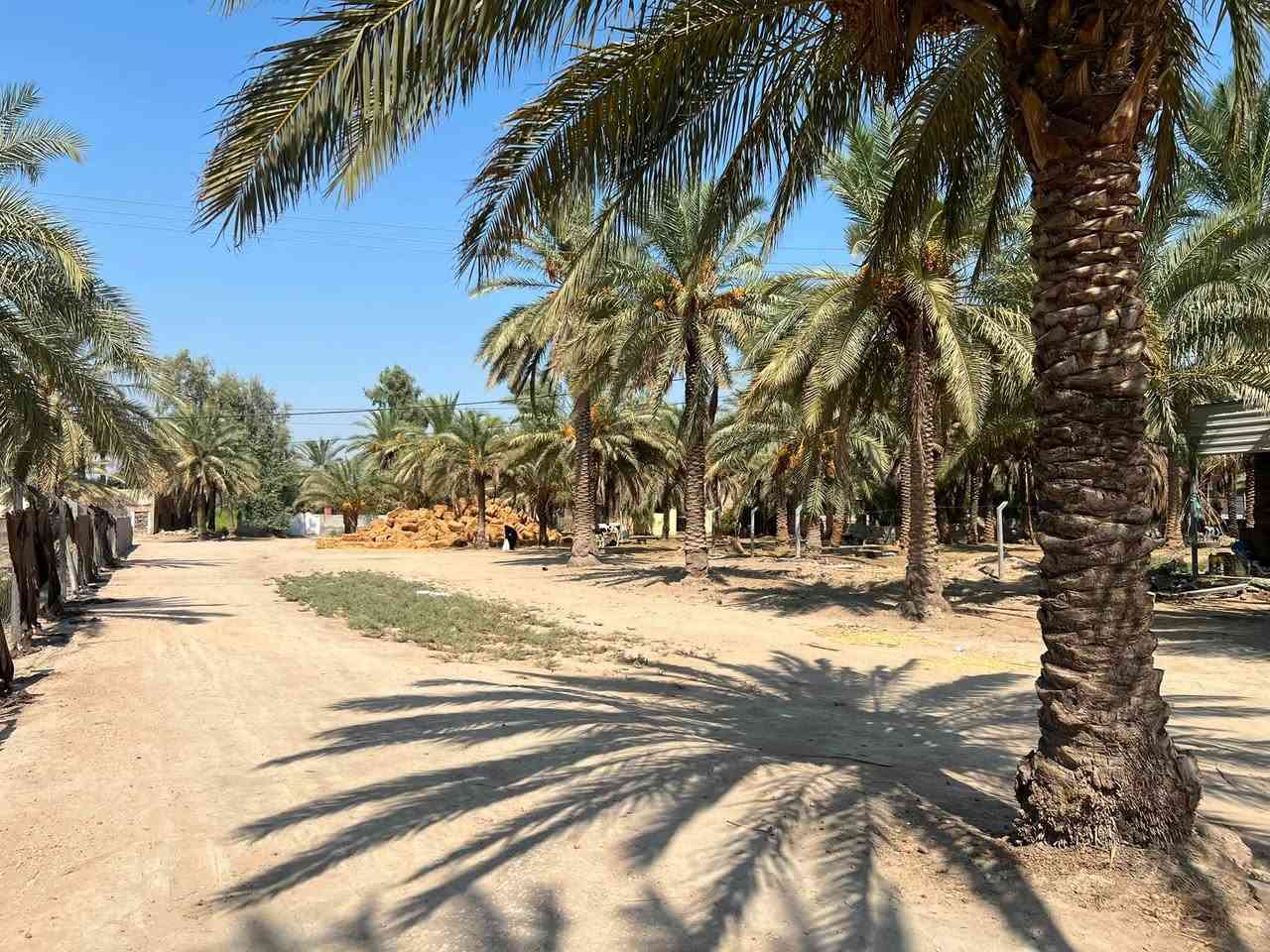 السلام عليكم 
ارض زراعيه للبيع فرع المصلخ.المساحه : 3دونم تبعد عن المشروع 150م تحتوي على بيت وبستان 
لـمعرفة السعر وللاستفسار اتصل هـ:***********
