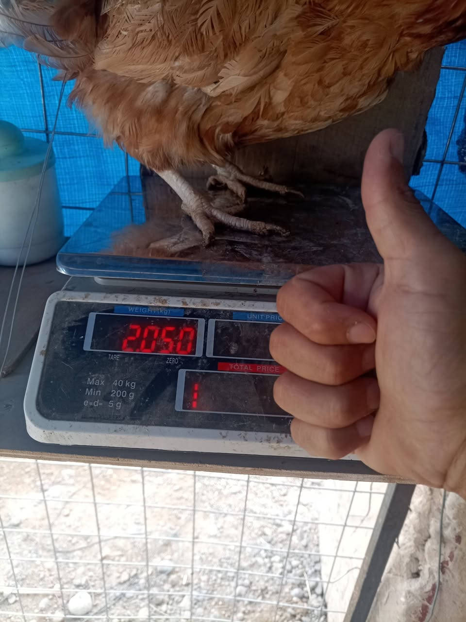 دجاج احمر • كيلوين ونص • اسديره