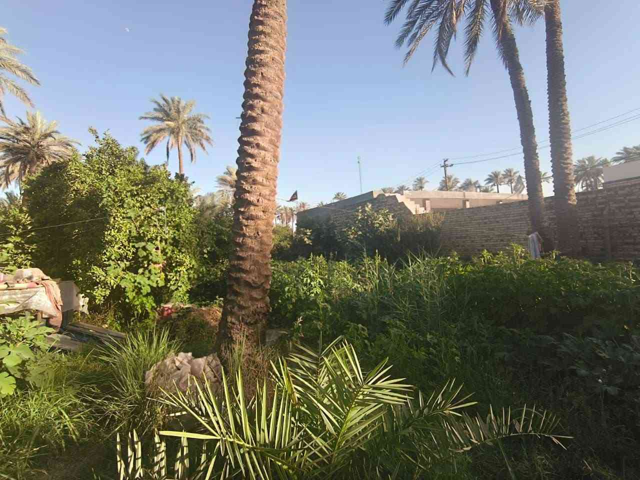 يا الله سلام عليكم 
ارض زراعيه مع دار سكني للبيع 
السعر 250 مليون وبي مجال 
المساحه 1700 الواجه 28متر 
طابو صرف زراعي
تحويل ب اسمك
سند 25  
متوفر كافة الخدمات ماء كهرباء مولدة شارع 
مدرسة ابتدائيه ومتوسطه وثانويه
شارع عرض ٦امتار 
الارض جميع الخدمات
الارض انواع النخيل والحمضيات 
الموقع /شارع ١٠٠  الرابط بزل حجي علي  
للاستفسار اكثر وبخدمتكم
***********
