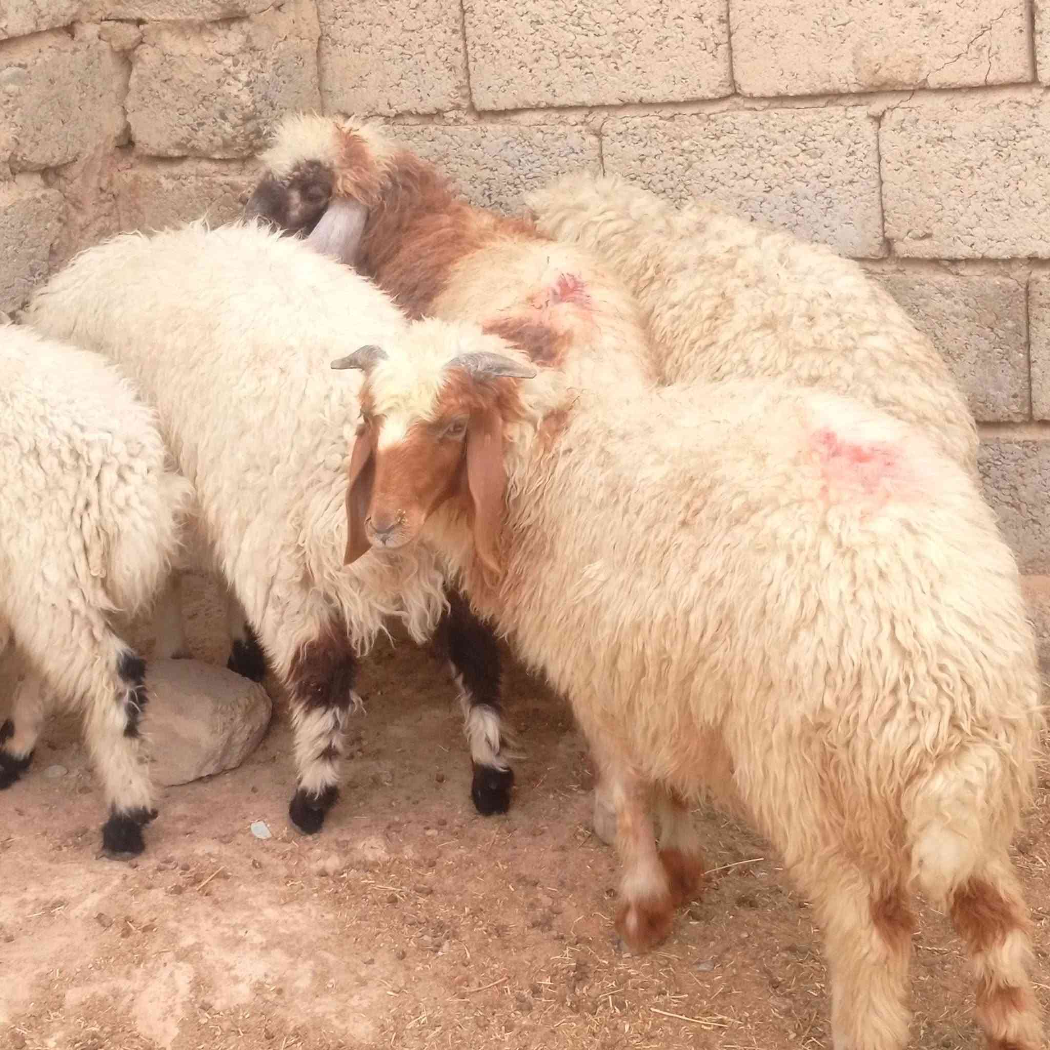 ٥ خرفان • سمان وخشنات • ربط وذبح للشاري