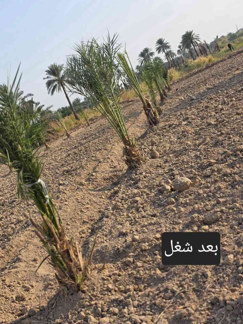 سلام عليكم ورحمة الله وبركاته
نعمل في قص النخيل ونبك ولقلنطوز /وحش الحدائق وتنظيف الحدائق🌴  🌳 عمل جيد وتكريب وكص التمر وتركيس وتلقيح النخل وشلع وزرع النخل وتظيف ونقل النخلة أو الشجرة بعد قصها إلى مكان بعيد عن المنزل... وكذلك تنظيف النخل وتقليم الكابرس.... الإتصال على هذا الرقم(*********** /***********) في خدمتكم أن شاء الله تعالى ومن الله التوفيق🤲🌴

نص مكتوب في الصور:
- سويته بستان
- رقم صعب سجاد
- شغلنا
- بعد الشلاع
- قبل شلاع
- بعد شغل
- وهنا ختمنه شغل كملت المزرعه