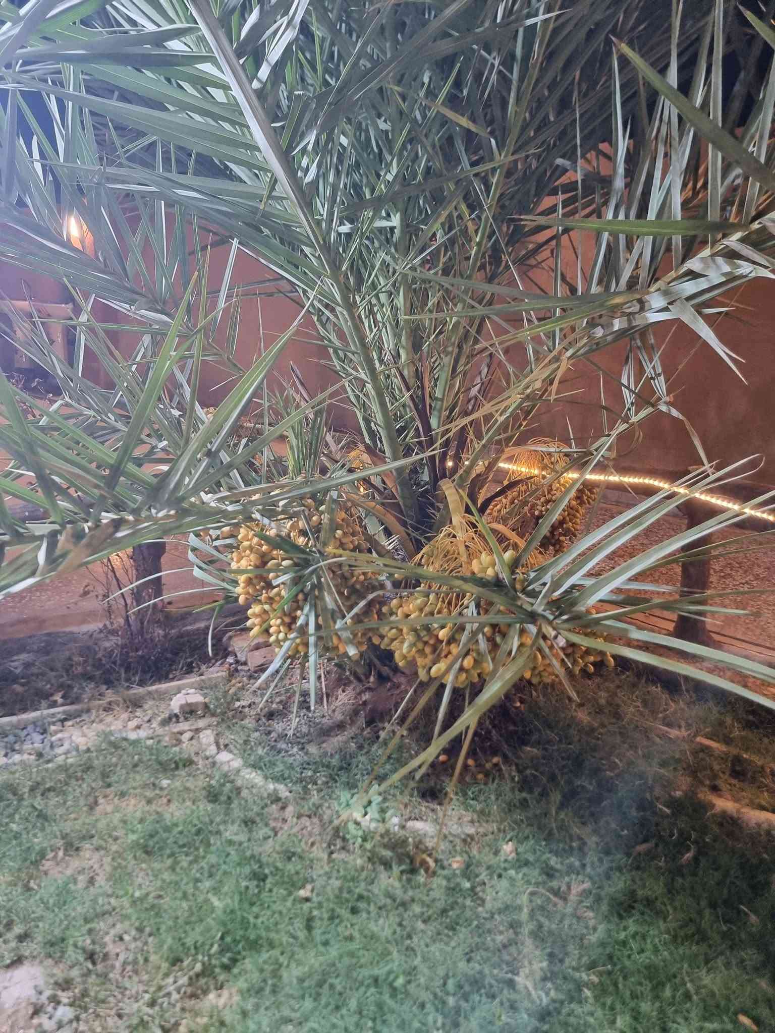 مزرعة للبيع نص دونم طابو(مجموع إيجارها الشهري) ٣مليون 
في بغداد المدائن/ناحية الوحدة موجوده كافة الخدمات 
للستفسار***********  
***********
